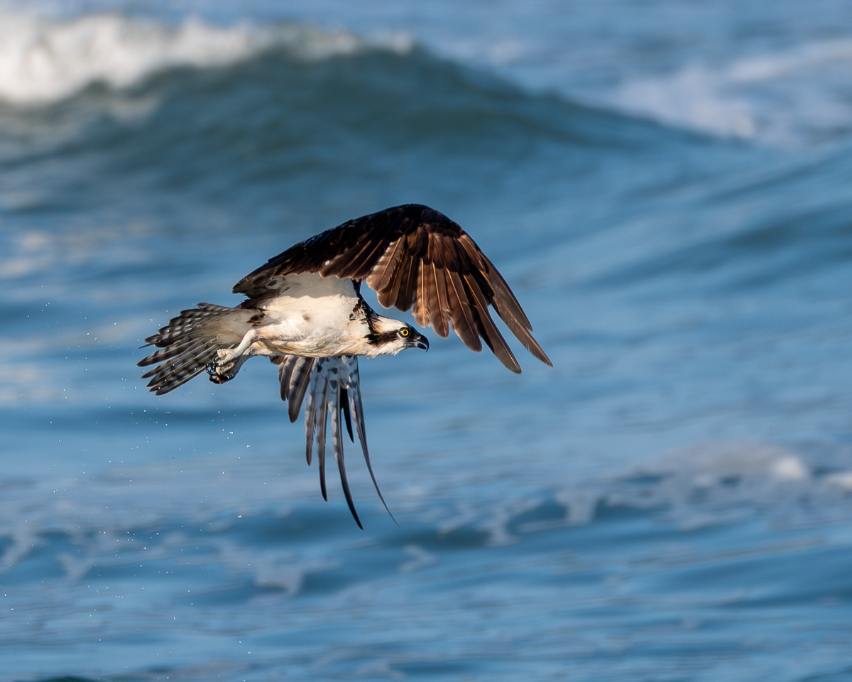 Osprey After a Missed Attempt